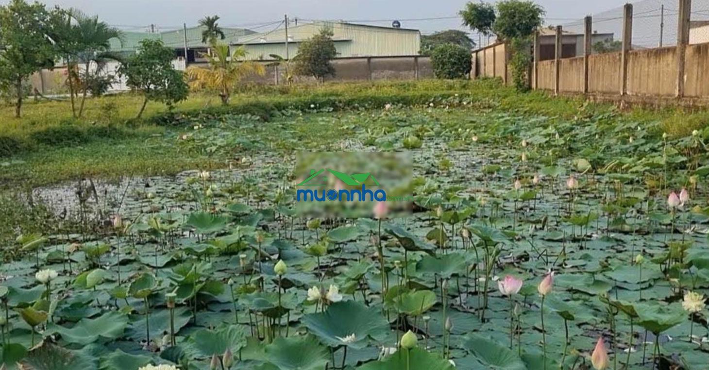 Nhà ở khu nghỉ dưỡng cho giới siêu giàu - xuân thới sơn - hóc môn, 6300m2 - 3