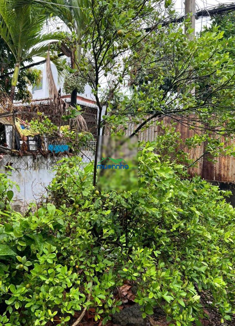 Nhà vườn rộng 200 m2 (5 x 40), gần rmit / phú mỹ hưng, tphcm, giá chỉ 2,85 tỷ. - 4