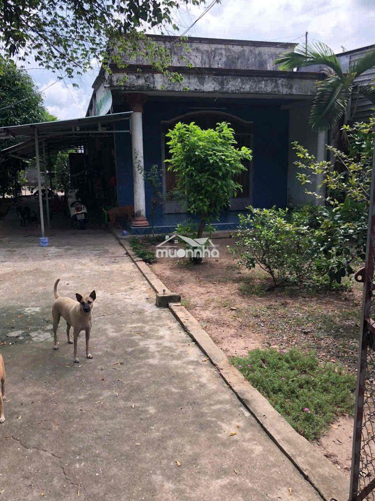 Đất 17x45 (tặng nhà) thổ cư mt tỉnh lộ 15, an phú, củ chi cần bán - 2