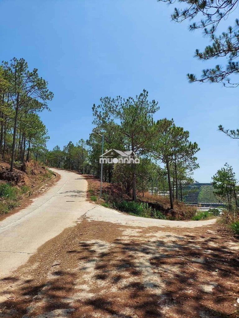 Bán 1 hoặc trong 3 lô đất sổ riêng nn mỗi sổ hơn 1000m2 p11 tp đà lạt - 3