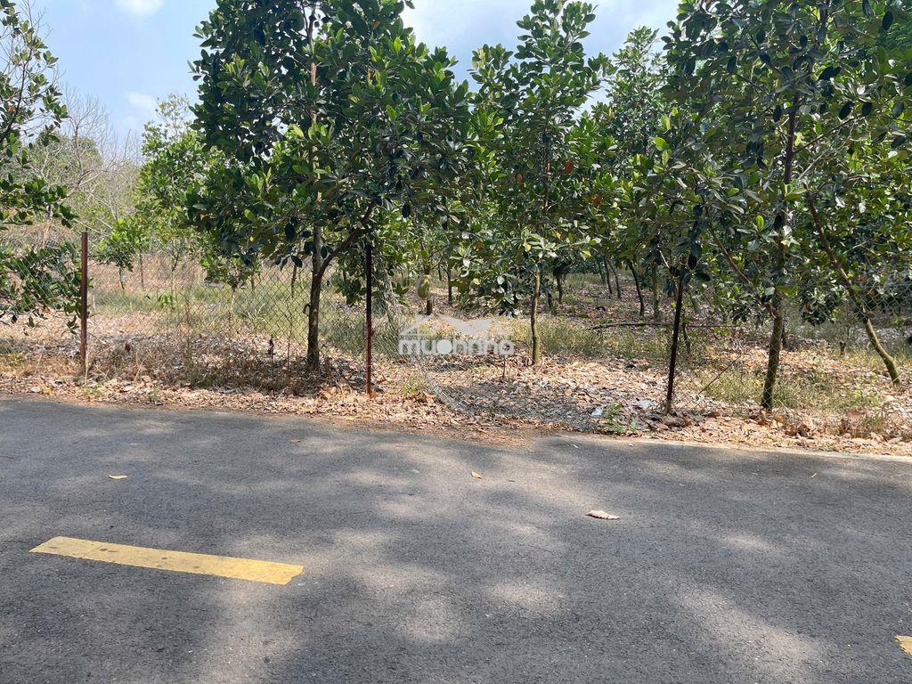 Chủ ngộp bán vườn mít 5x50=250m2, shr, thổ cư, ngay tthc, giá 420tr - 2