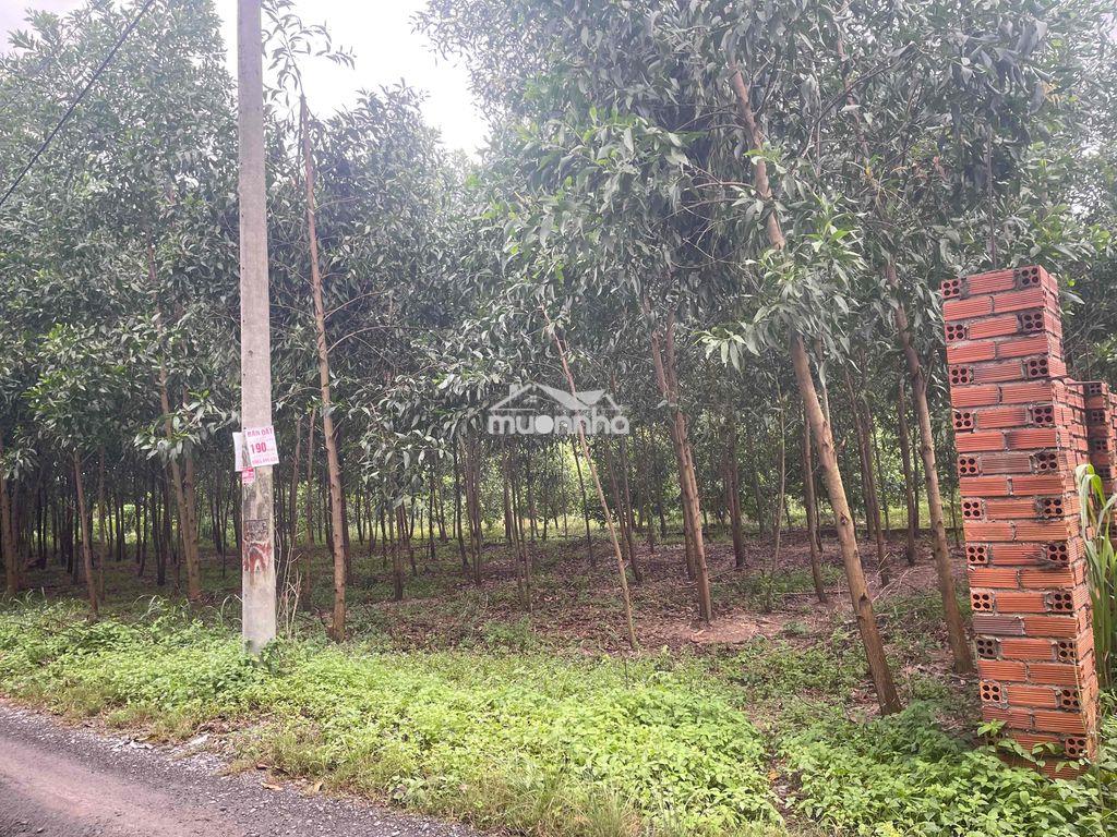 Chính chủ bán 106m2 đất tại tam phước, biên hoà, đồng nai - 4