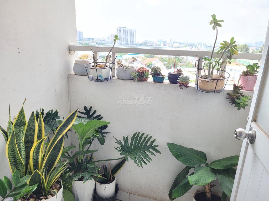 Cho thuê căn 1 pn - chung cư lotus ngay cầu vượt sóng thần - 2