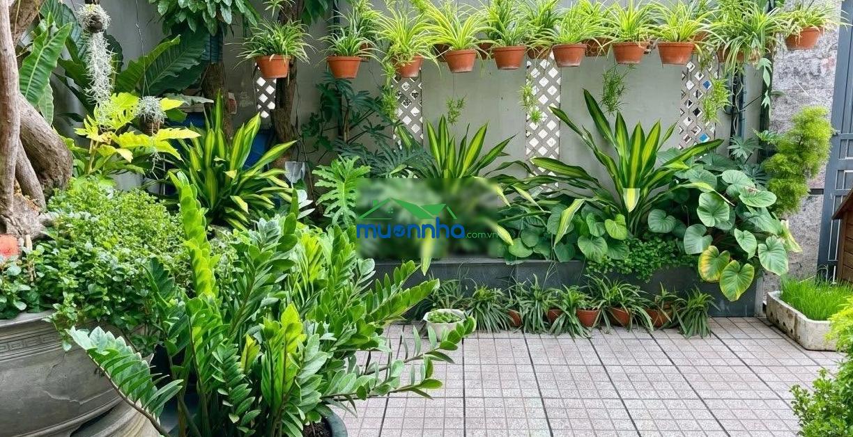 Bán nhà vườn đường quốc hương, thảo điền, tp. thủ đức - giá tốt 6 tỷ 090 / 120m2. sổ hồng sẵn - 2