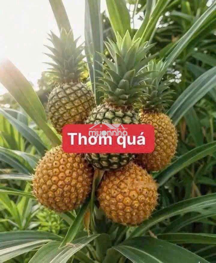 Cho thuê nhà nguyên căn