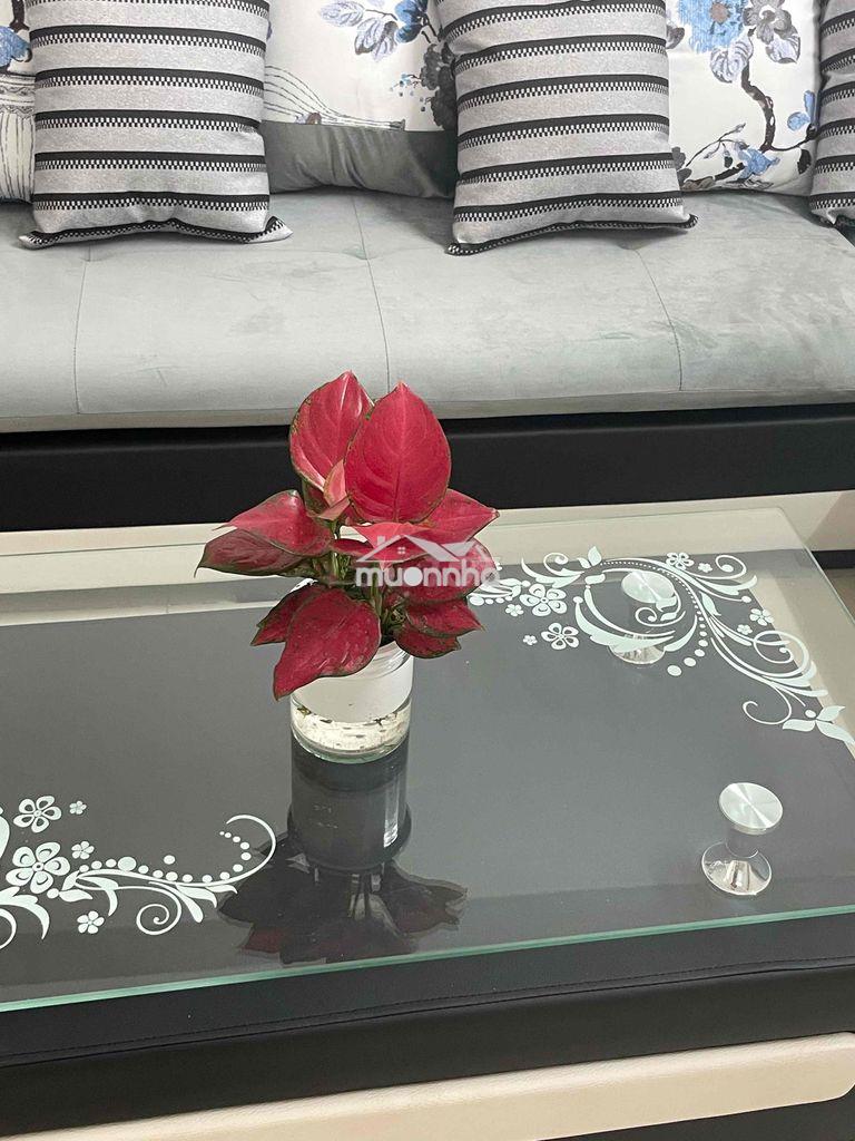 🍀 Mừng lễ 30.4 chung cư mặt tiền phan chu trinh -trường cán bộ - chu v - 2