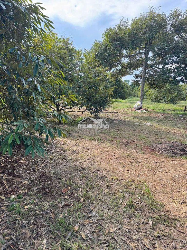 Bán 5000m2 sầu riêng năm 7 tại xuân tây,cẩm mỹ,đồng nai,có thổ cư