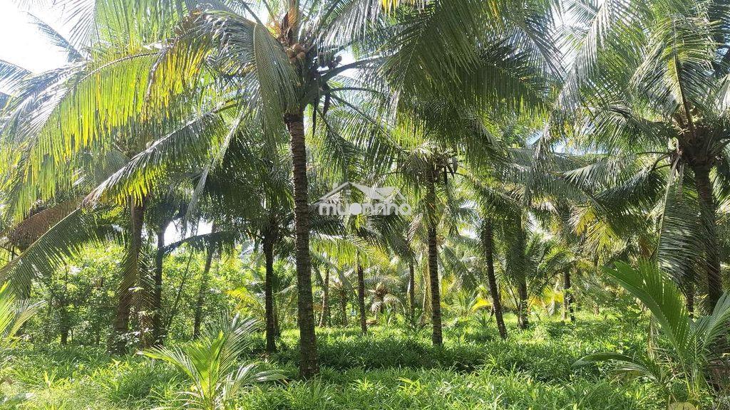 Bán 2900m² đất vườn giá rẻ gần đường tỉnh lộ 35 , gần cầu long hưng - 3