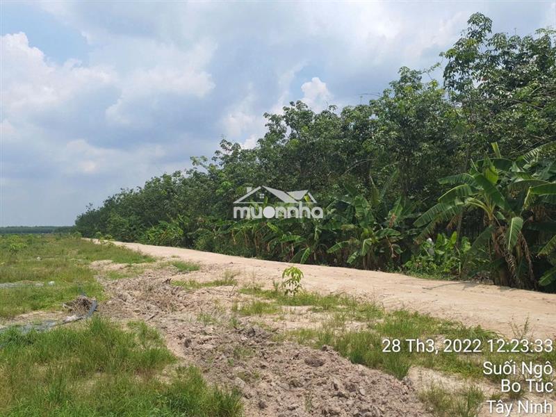Cần bán 5 héc ta (50000m2) đất cao su đang cạo, xã tân hoà, tây ninh