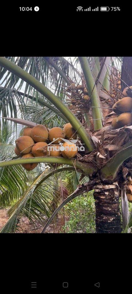 Đất đang trồng 1 số dừa an trái - 4