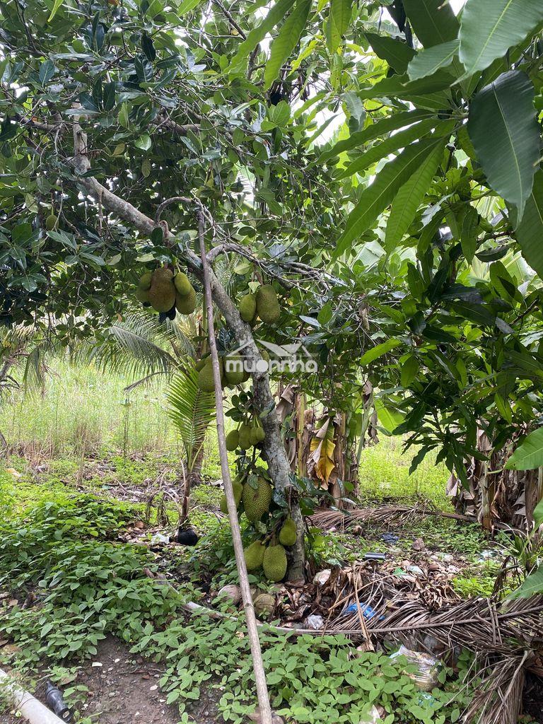 Cần bán