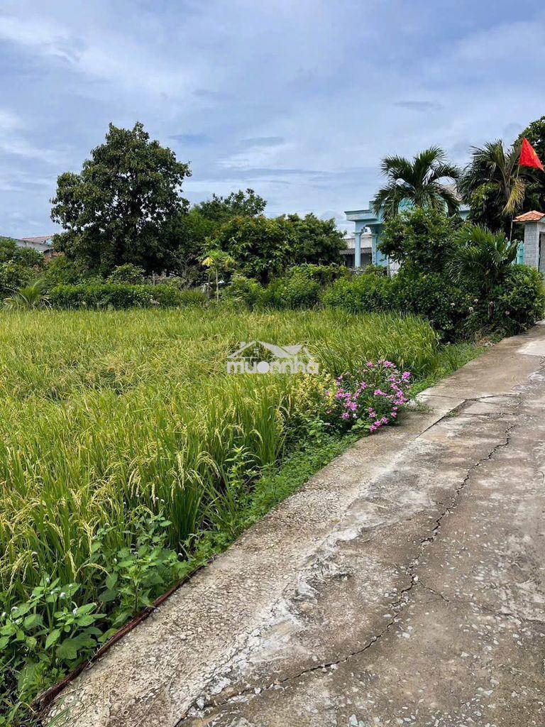 Đất lúa 1200m đường 2m cách đường xe hơi 50m ➡️ xã phước tuy cần đước - 2