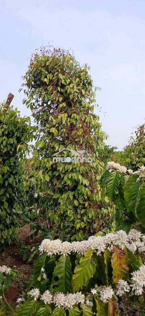 3 sào đất rẫy cà phê, tiêu cuối y moan rẽ trai giá 550tr/ sào - 3