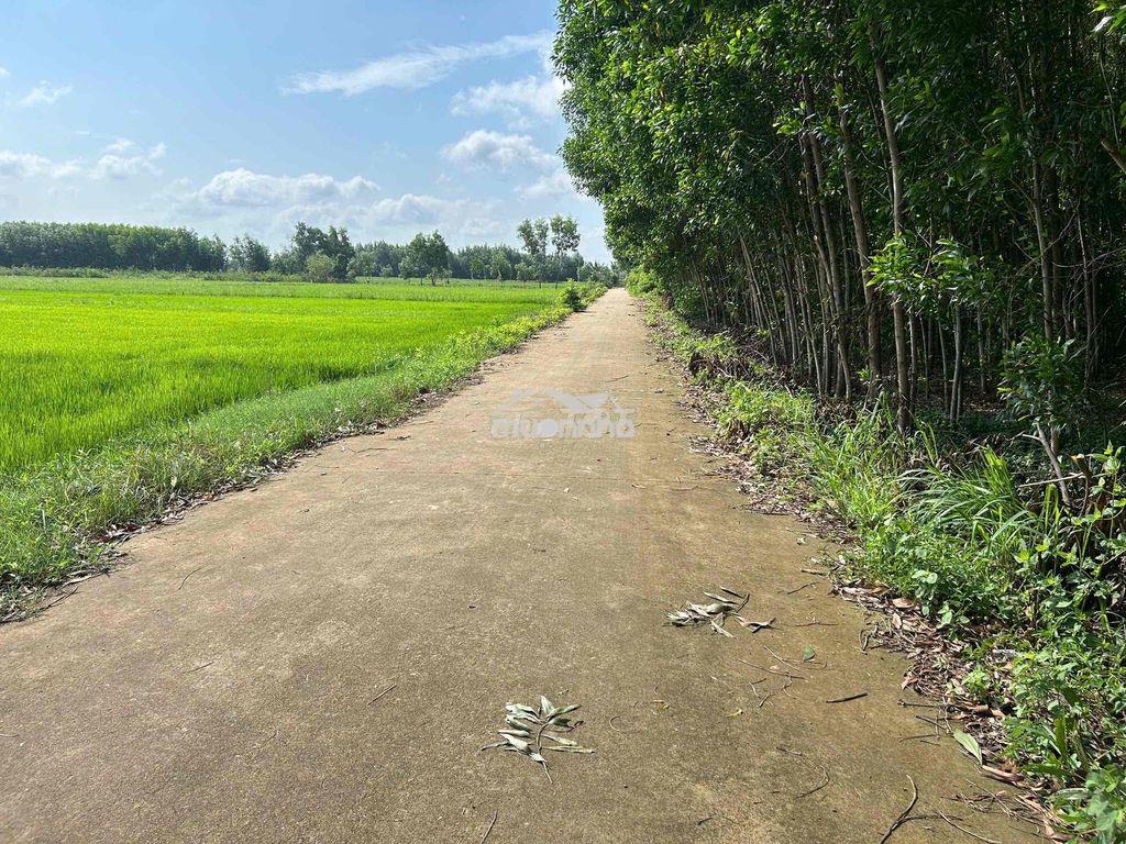 (Giảm 300tr) chính chủ bán đất xã châu pha gần kcn - 2