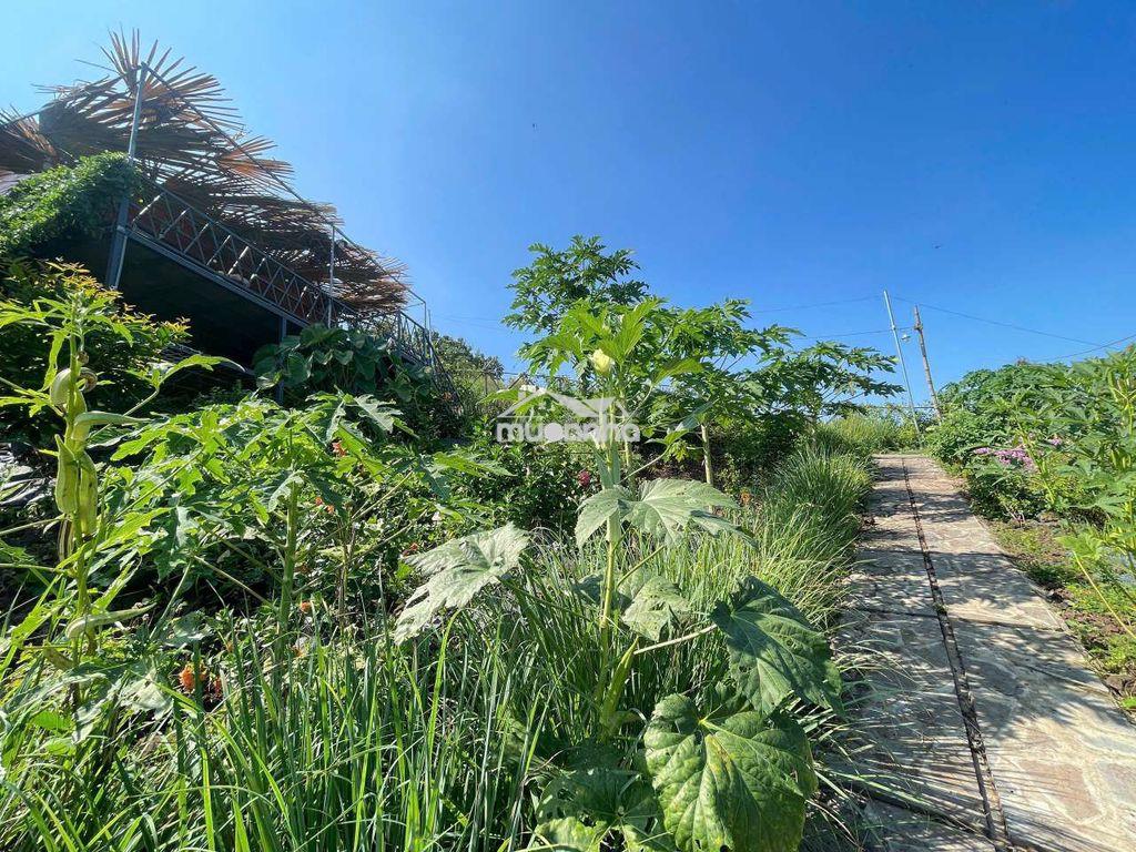 Bán đất vườn view sông la ngà – diện tích 1.400m² – giá chỉ hơn 1 tỷ - 2