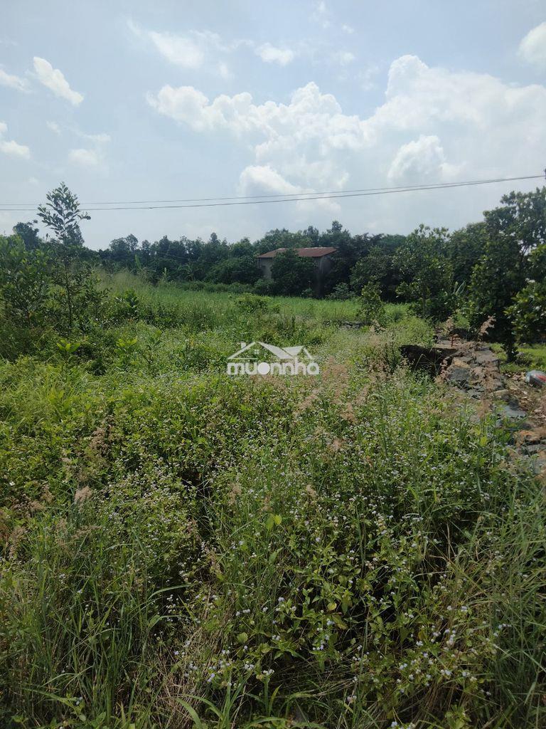 Đất xào giá rẻ - 2