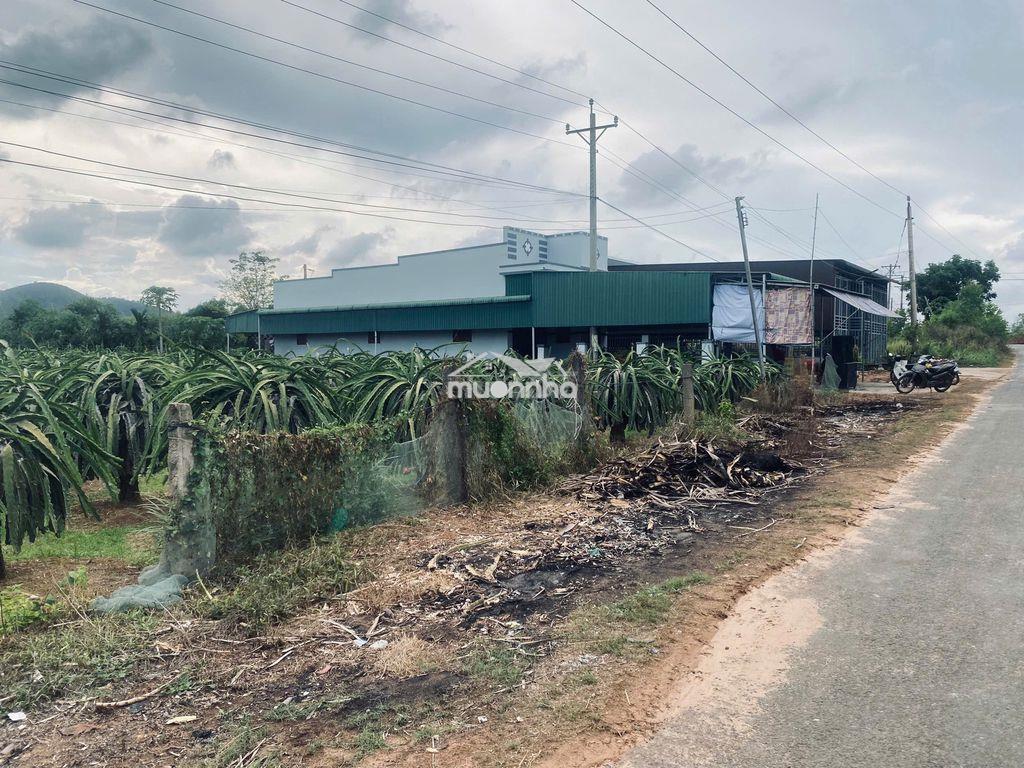 10x50(500m2) 150m2 thổ đinh công tráng, tân tiến, gần biển giá tốt - 2