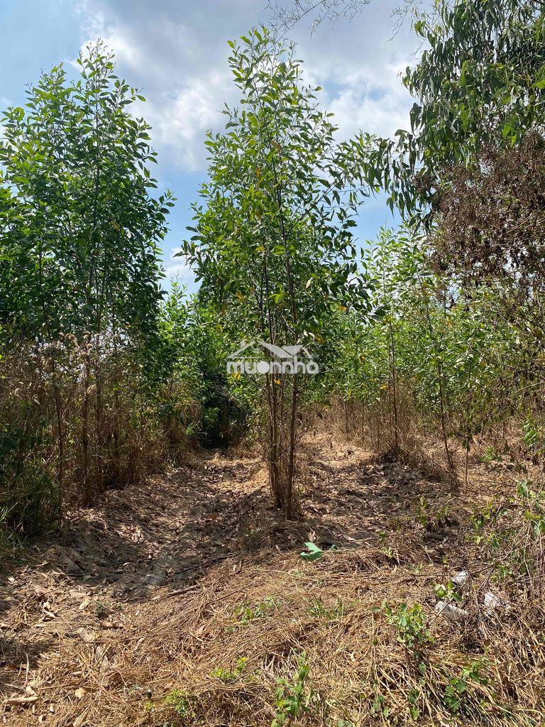 Chỉ 1 t.ỷ cho 8 sào tân xuân – ô tô vào tận đất! - 2