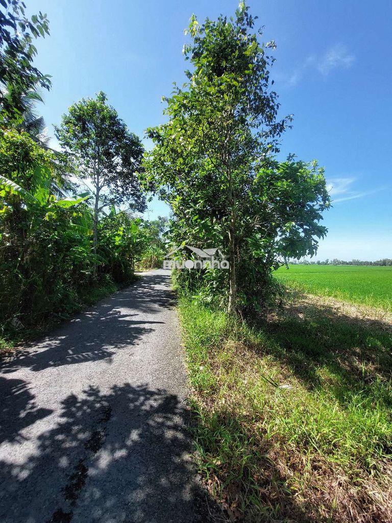 Cần bán đất châu thành sóc trăng - Ảnh 4