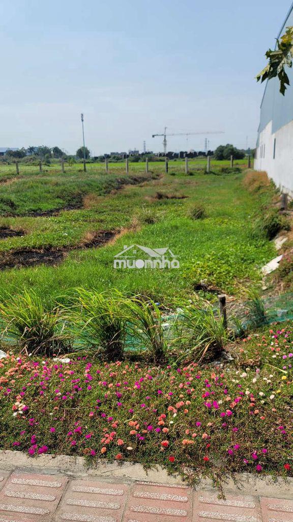 Đất mặt tiền dt818 tuyến chánh từ ql1a và tt thủ thừ - 3