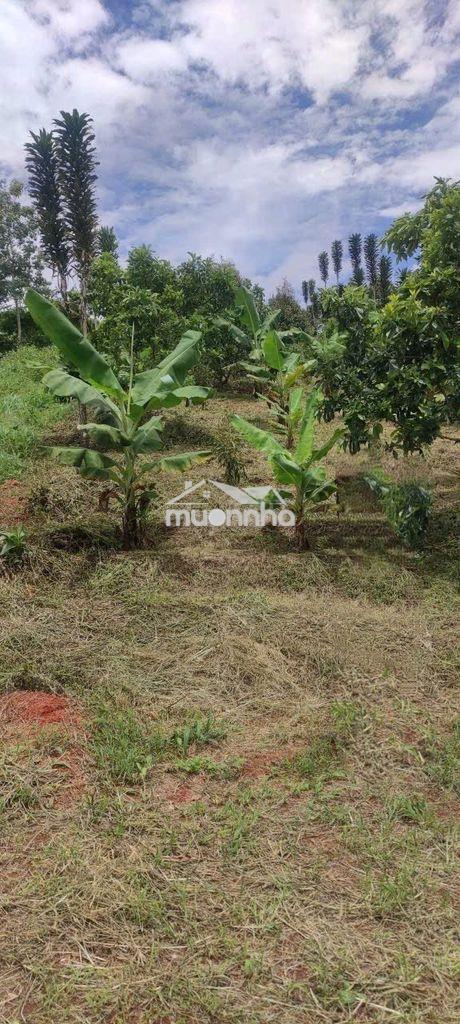 Bán đất nông nghiệp gần 2.000m² – lộc đức cũ, bảo lâm 2, lâm đồng - Ảnh 2