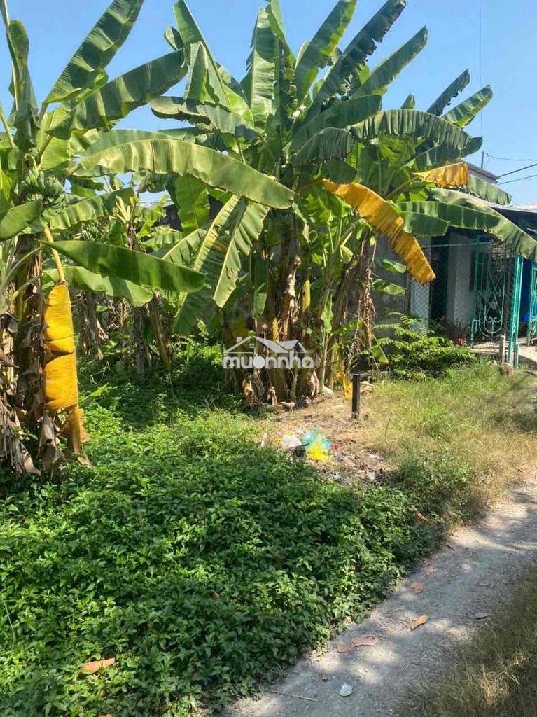 Đất vườn giá tốt-ngay bv nhi đồng thành phố - Ảnh 2