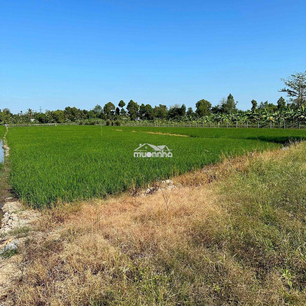Kẹt tiền cần bán gấp đất lúa giá rẻ - 3