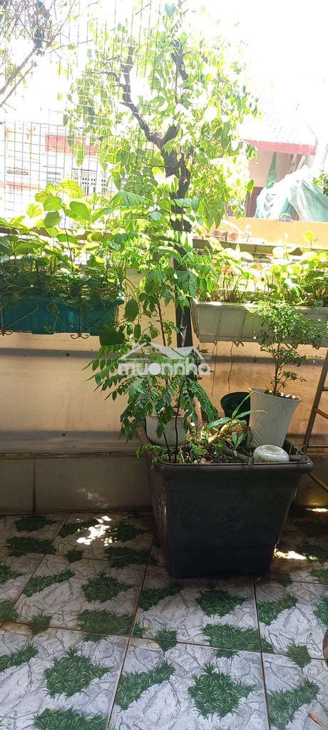 Cần bán gấp nhà
