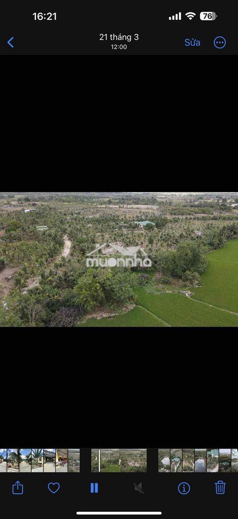 Bán đất sân vườn có villa mini trồng full cây ăn trái - Ảnh 3