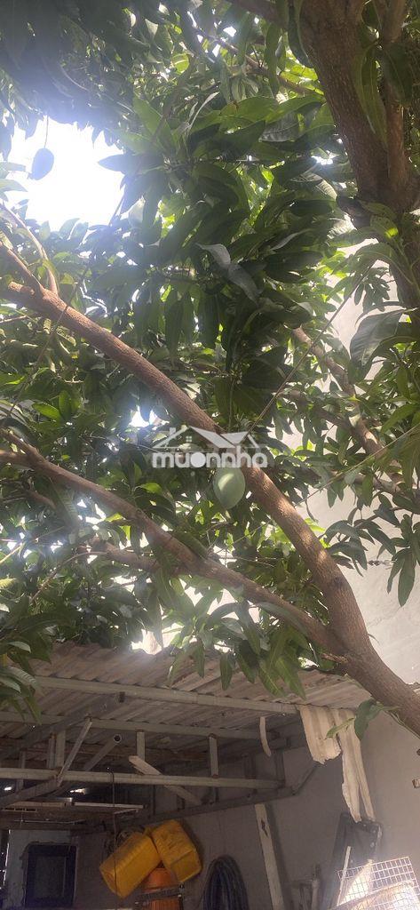 Cần bán đất 3mdai11 - 3