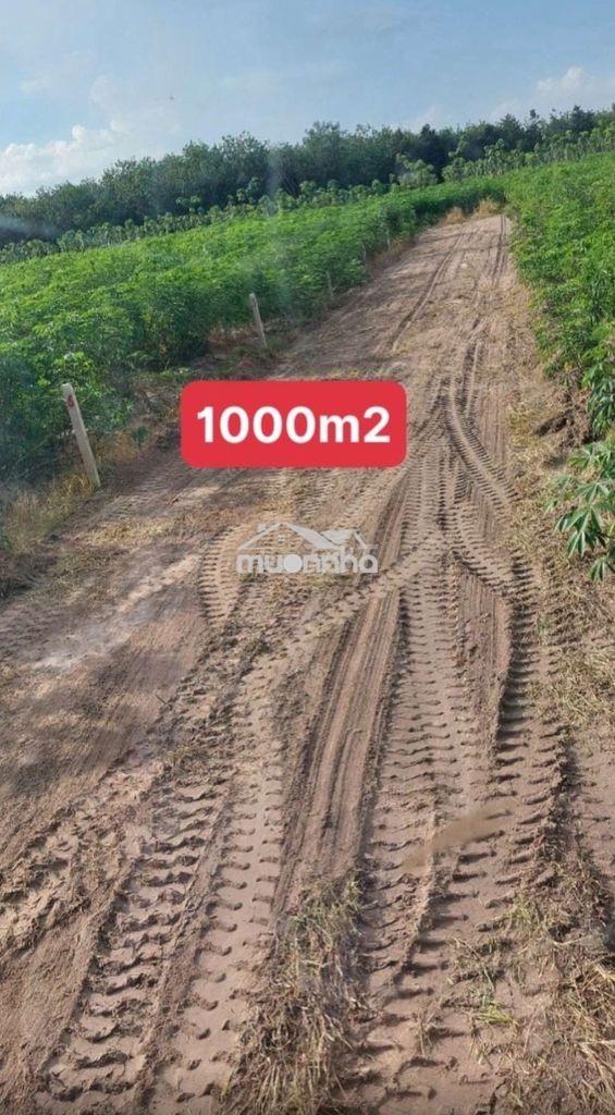 Đất nông nghiệp trồng cây lâu năm phân lô - Ảnh 4