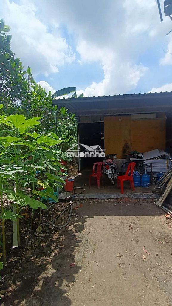 Nhà vườn 8*25 có nhà đường kênh trung ương vĩnh lộc b  binh chánh - Ảnh 4
